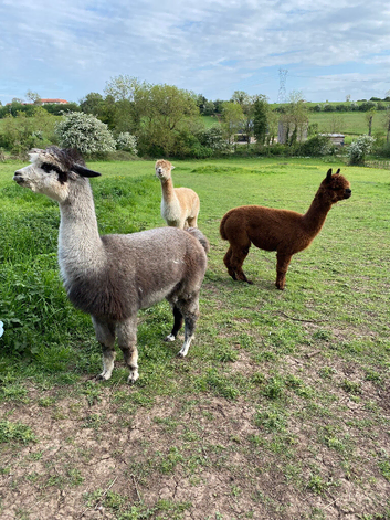 Alpacas for sale