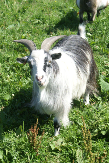 two pet pygmy goats for sale