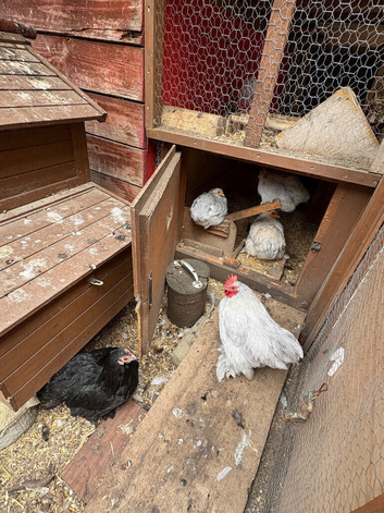 Lavender pekin rooster