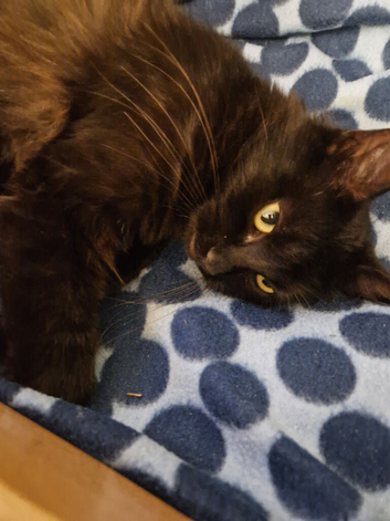 2 black kittens