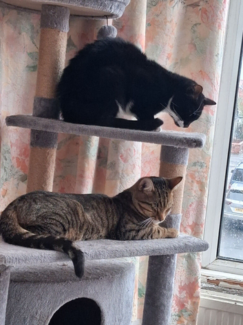 4 adult cats for urgent rehoming