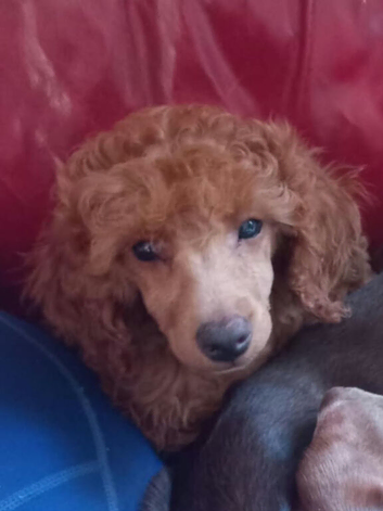 Poodle