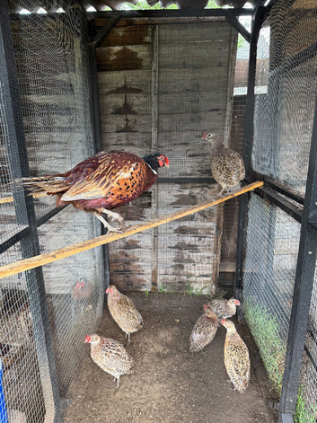 Pheasants