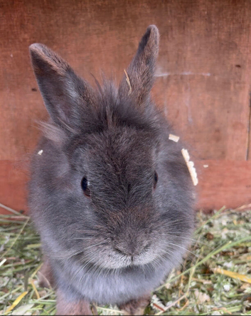Female rabbit seeking new hutch