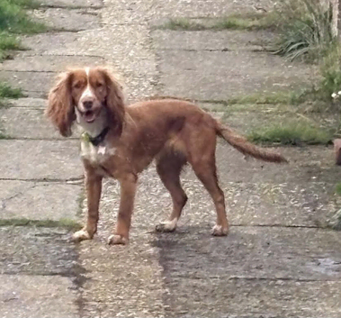 Springer spaniel bitch "goldie"
