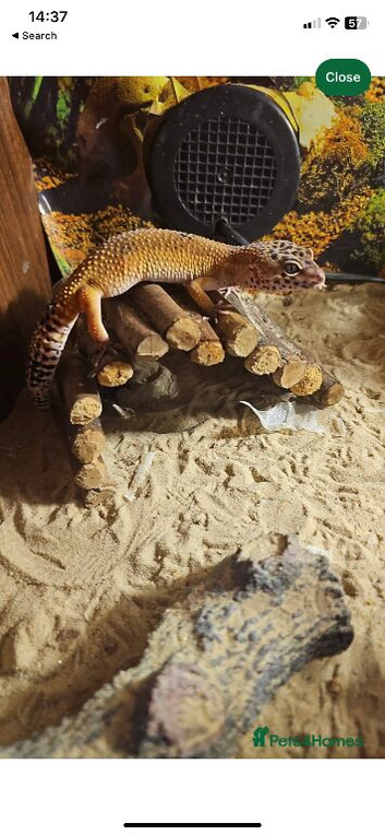 Leopard gecko
