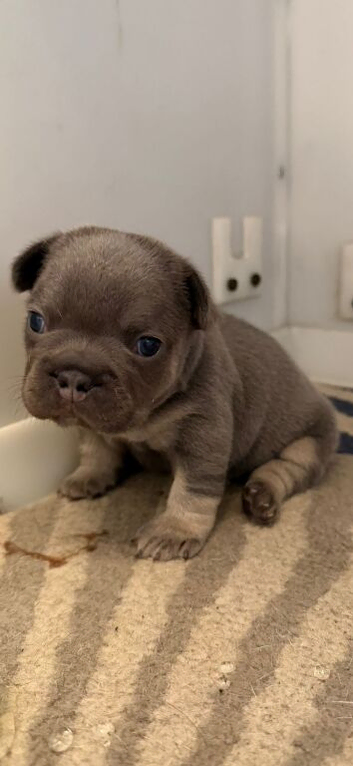 K.c French bulldog