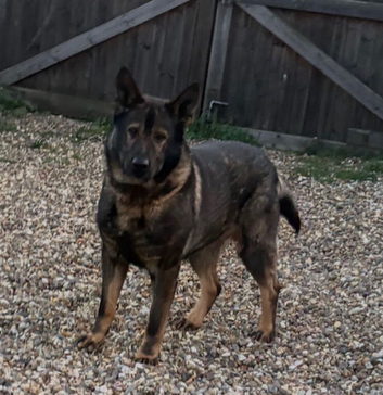 Trained German shepherd male