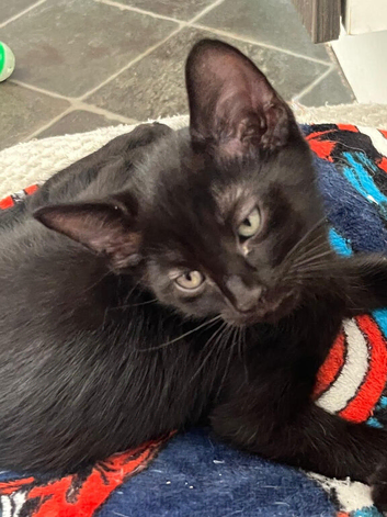 6 coloured kitten for sale