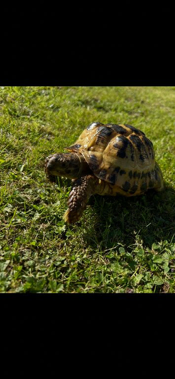Male tortoise for sale