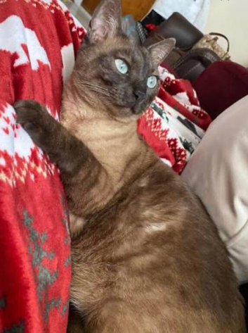 Bengal female