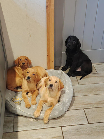 Pups (health tested parents)