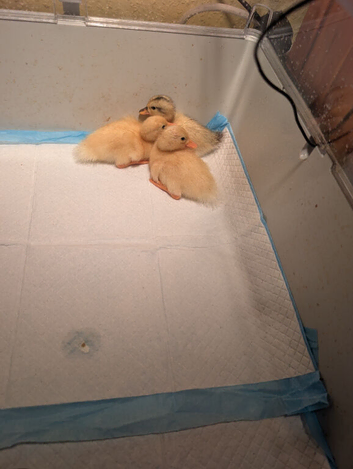 Call ducklings