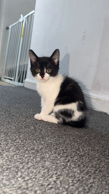 7month old cat