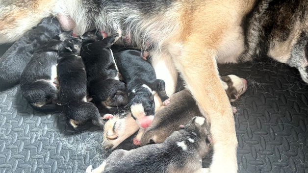 3/4 husky 1/4 German shepherd - Last big boy