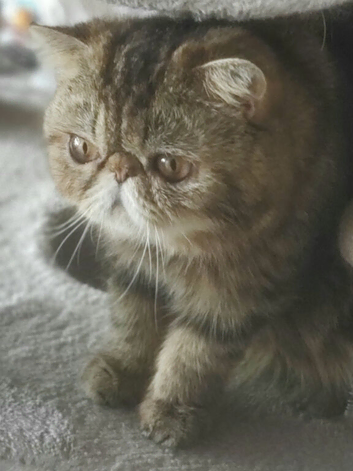 Brown Tabby Exotic Male
