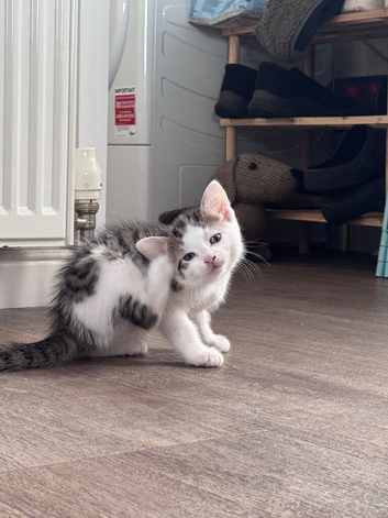Playful Kittens