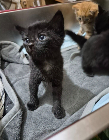 2 kittens!