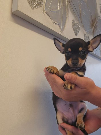 Chihuahua