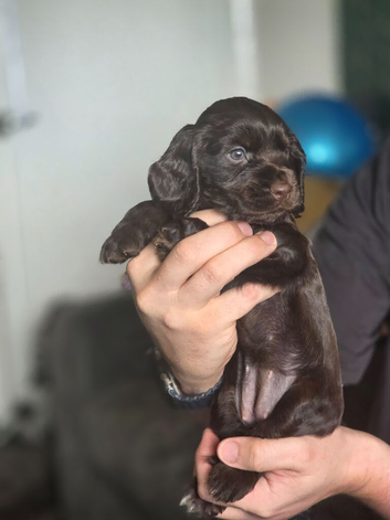 Show Cocker Spaniels