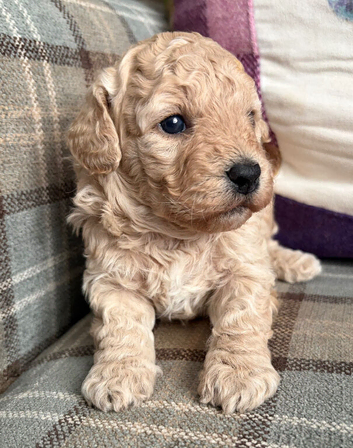 Stunning Cavapoochon puppies