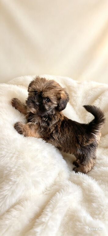 ADORABLE SHORKIE PUPPIES