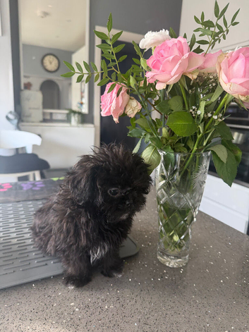 Tea cup female shihpoo for sale