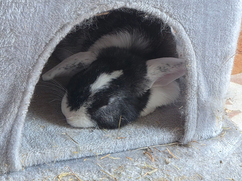Female Mini Lop