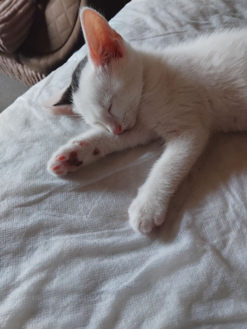 1 beautiful male kitten