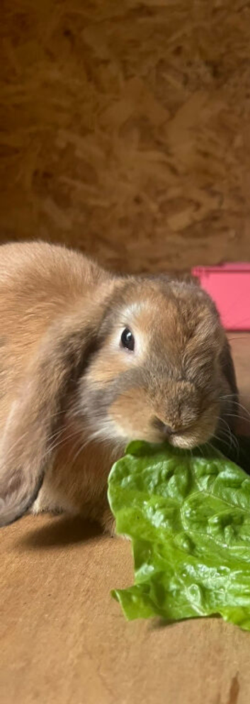 Mini lop and hutch!