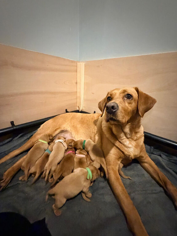 Kc registered fox red Labradors