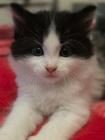 Beautiful Fluffy Kittens Looking for Loving Homes