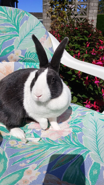 Dutch female for sale