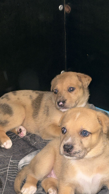 Staffy cross German Shepard
