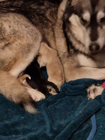 2x Shepsky puppies for sale