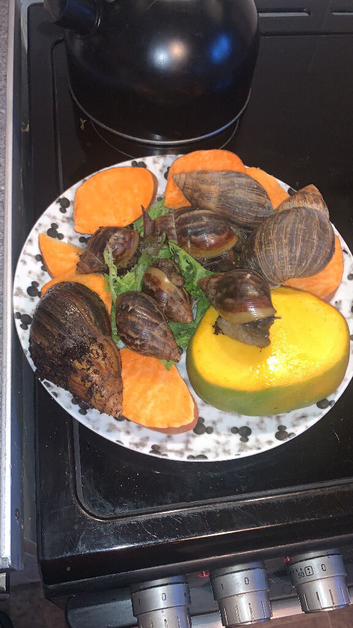&nbsp;Baby African Giant Land Snails for Sale