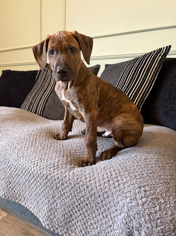 Beautiful Rhodesian Ridgeback x Bull Lurcher Puppies - Only 4 Left!