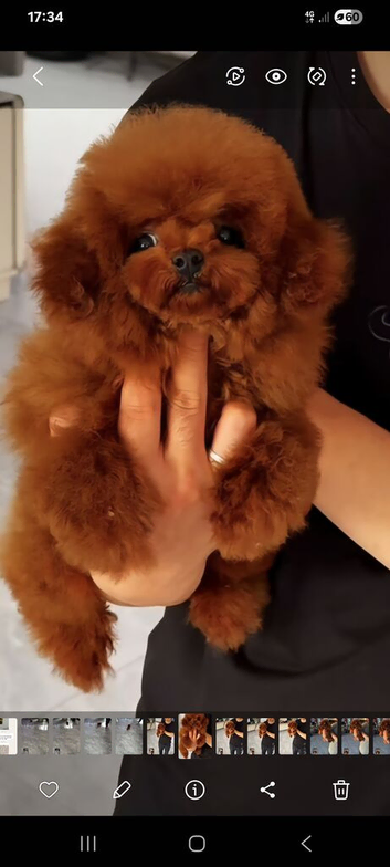 Teacup korean toy poodle stud