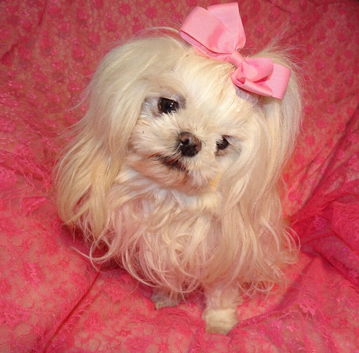 Gorgeous Babydoll KC Registered Korean Maltese Adult Girl