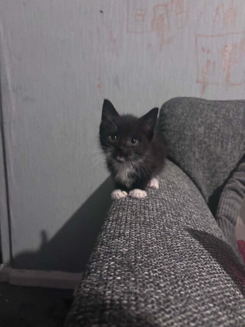 Mixed breed kitten