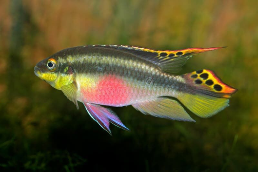 Baby (Small) Kribensis (Free)