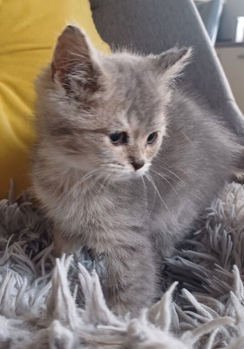 Pretty Scottish Straight Kittens