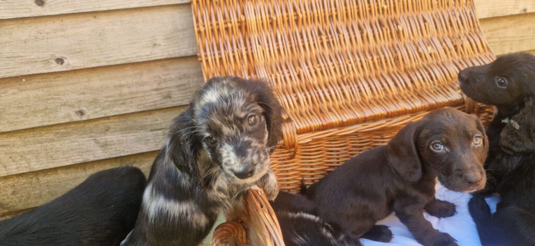 Docker puppies (x dashpund)