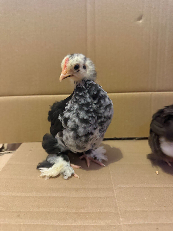 Pekin bantam chicks
