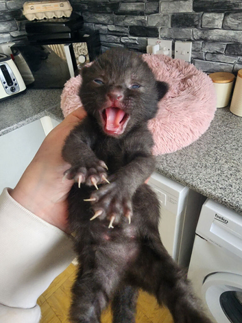 Kittens