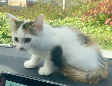 Norwegian forest cross semi long hair