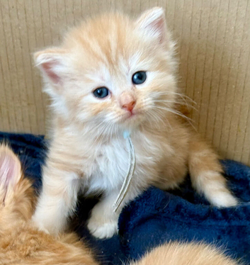 Stunning pedigree Maine Coon kittens