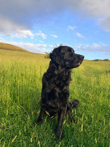 1year black Goldador