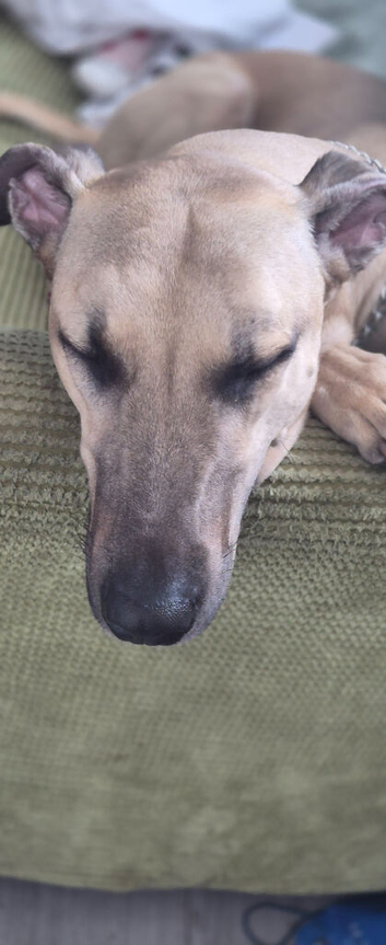 Lurcher male