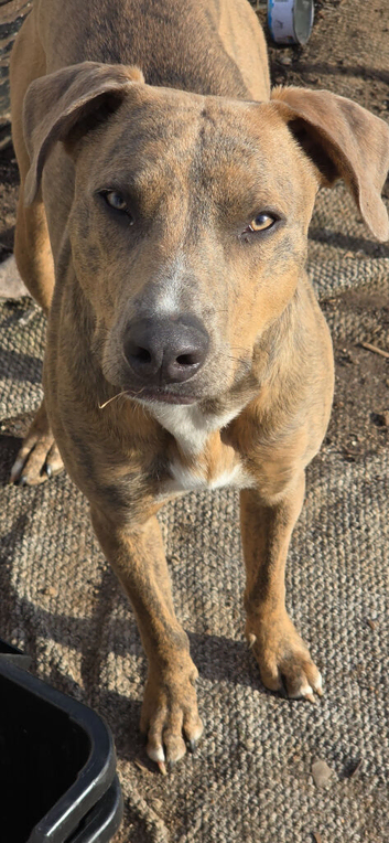 Lurcher x Staffy boy